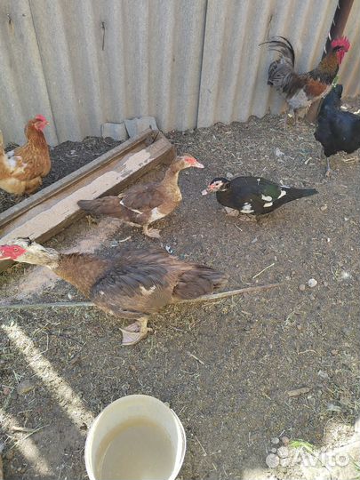 Индоутиные яйца для инкубатора