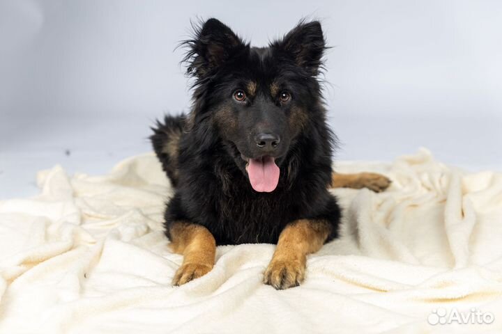 Спинальник Тэдди в понимающие руки