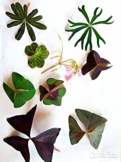 Экзотические растения для шеф-поваров