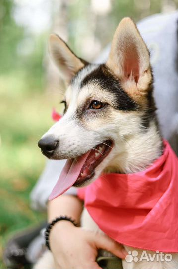 Собака щенок из приюта