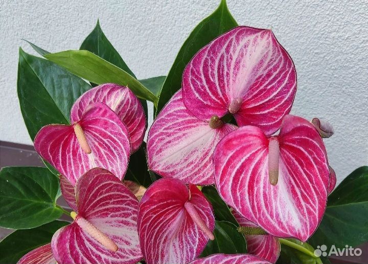 Антуриум Ливиум Рубин