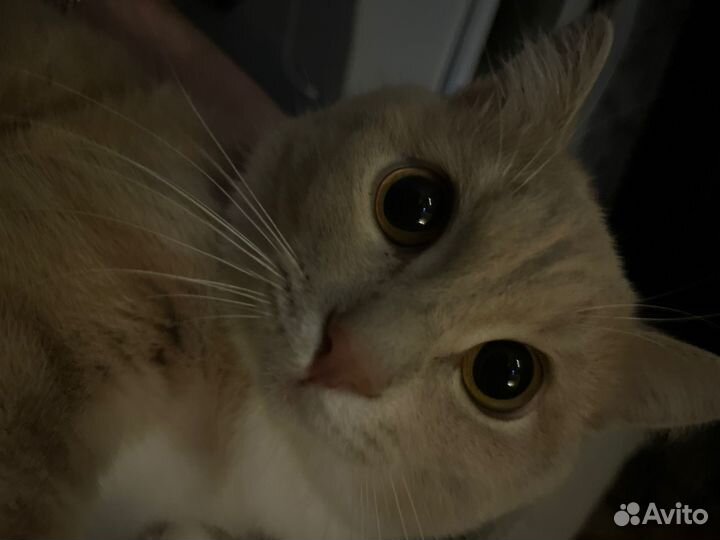 Отдам котика в добрые руки