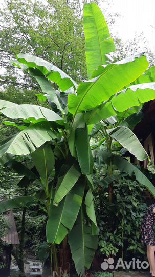 Банан японский