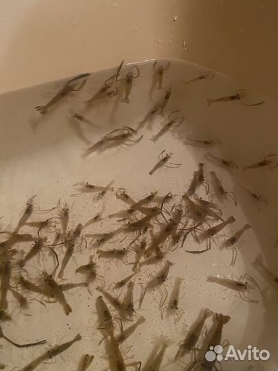 Креветки пресноводные
