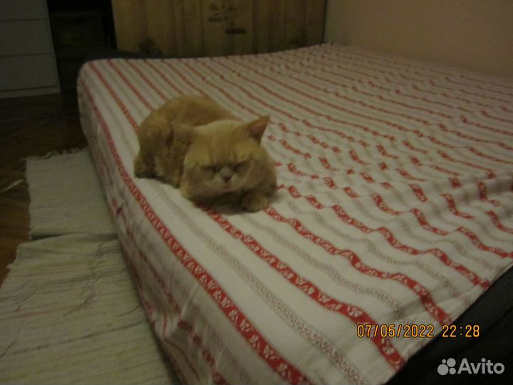 Британский кот на вязку