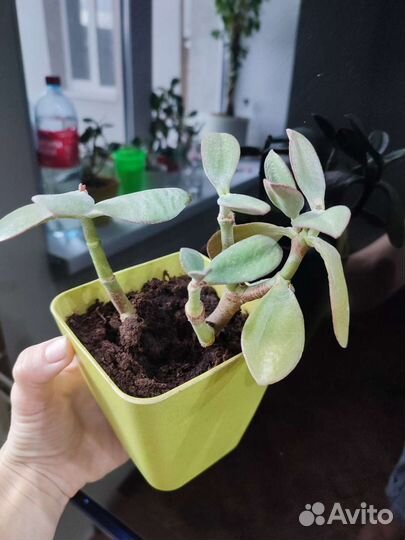 Денежное дерево (Толстянка)
