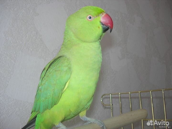 Ожереловый попугай