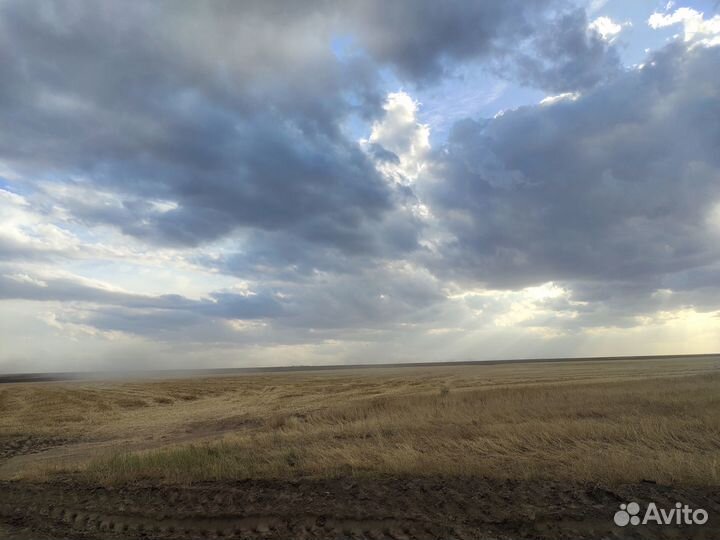 Продам зерно