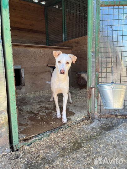 Собака Зефир ищет волонтеров в приют