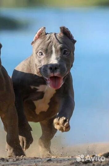 Девочка Американского булли