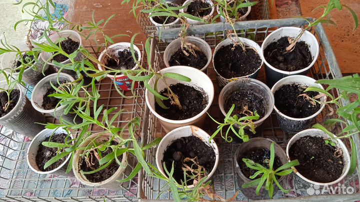 Гипсофила Снежинка и Роза Фейри