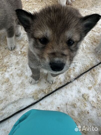 Западно сибирская лайка