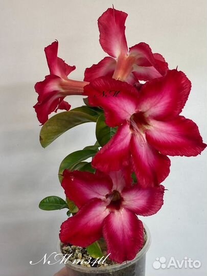 Адениум мини
