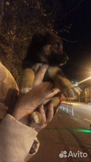 Щеночки в добрые руки