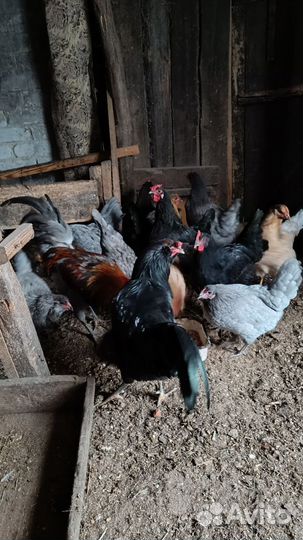 Семья амераукана три курочки и петушок