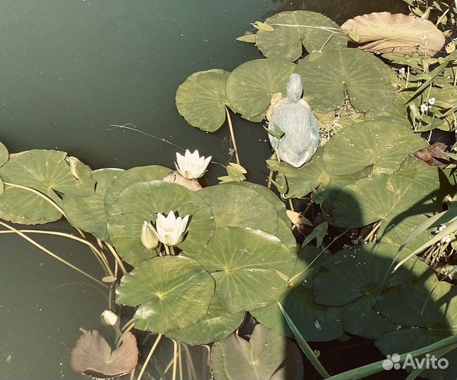 Нимфеи кувшинки