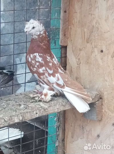 Голуби узбеки