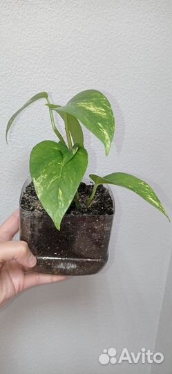 Сциндапсус золотистый в горшке 0.4 л