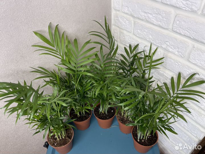 Пальма хамедорея комнатные цветы