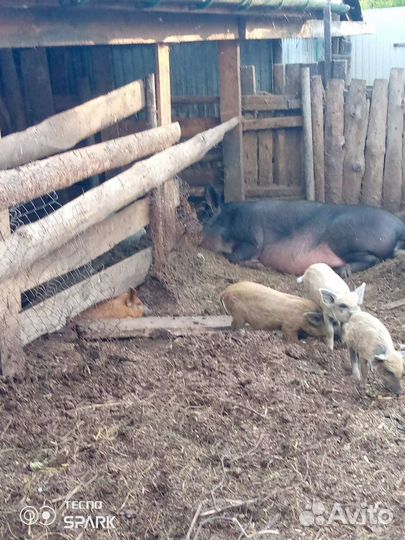 Поросята дикого кабана