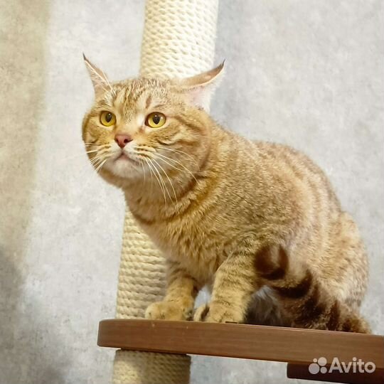 Котик Голд