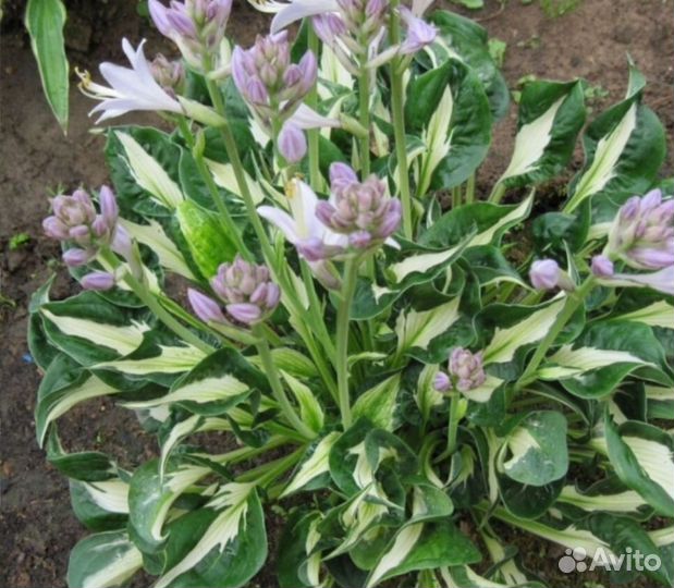 Примула хоста дербенник тиарелла