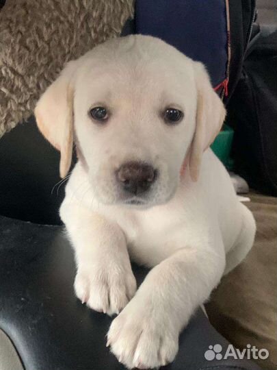 Щенки лабрадора