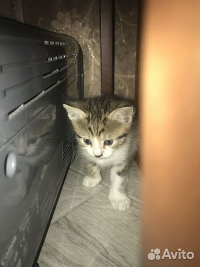 Котята красивые в добрые руки