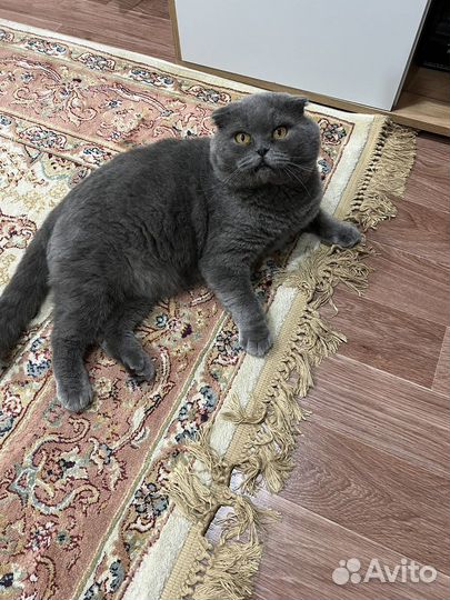 Шотландская