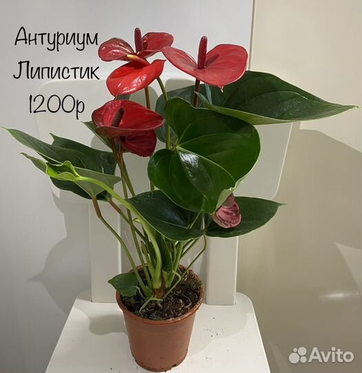 Антуриум Липистик