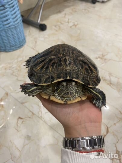 Красноухая черепаха