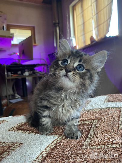 Сибирские котята
