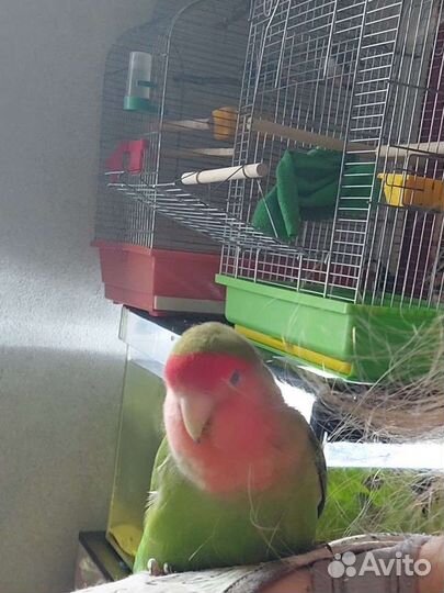 Неразлучники