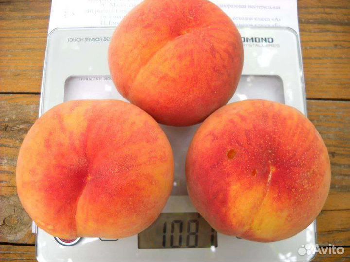 Персик Посол Мира