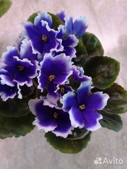 Цветущие фиалки