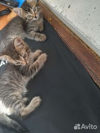 Два брата близнецы от мейн куна отдам бесплатно