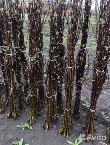 Саженцы яблони Гала Девил,Барон М-9 мм-106