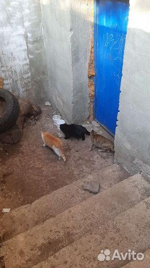 Кошки и коты в добрые руки