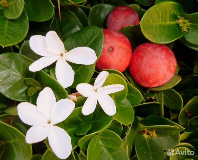 Карисса с Кипра