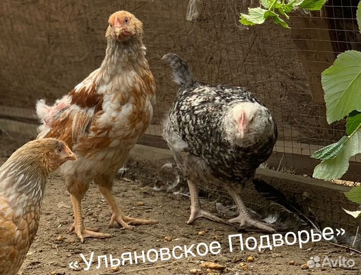 Молодки и молодые петушки