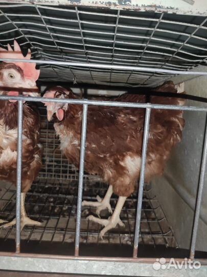 Куры несушки порода Ломан браун