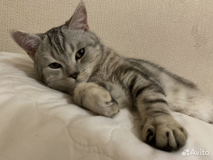 Шотландский кот на вязку