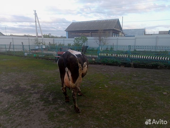 Продается Корова