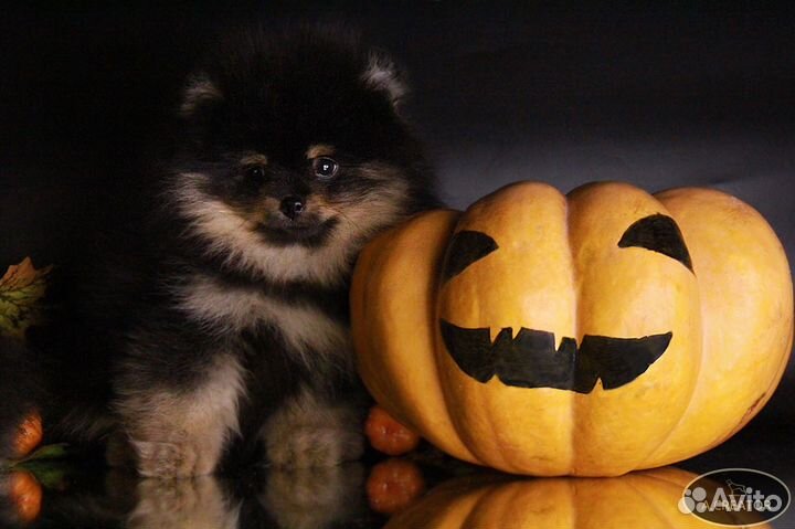 Померанский шпиц - Чёрно-подпалые малыши