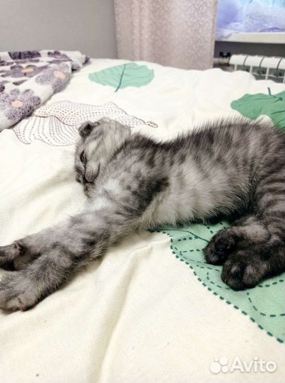 Шотландская вислоухая кошка