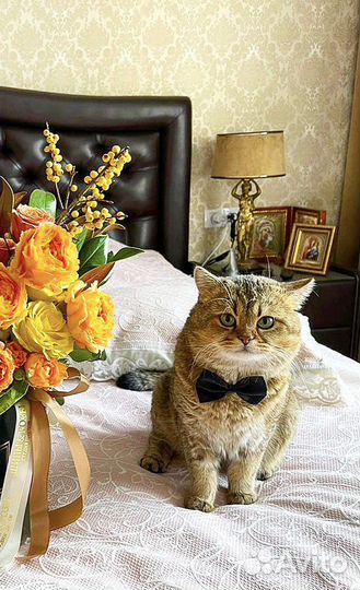 Кот на вязку. Шотландец тикированное золото