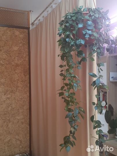 Хойя Krohniana Splash