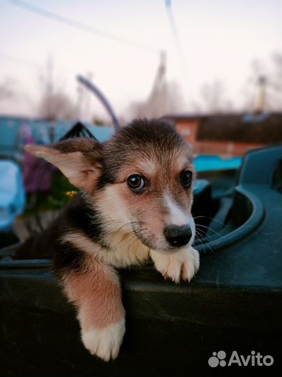 Мальчик коржик