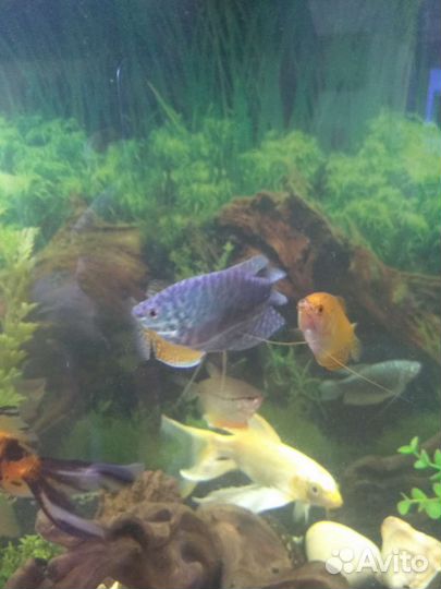 Рыбки Гурами, золотая, мраморная, жемчужная