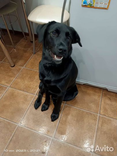 Отдам лабрадора в добрые руки